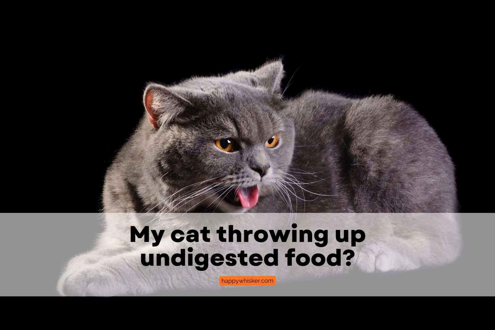 photo of a tabby cat throwing up undigested food