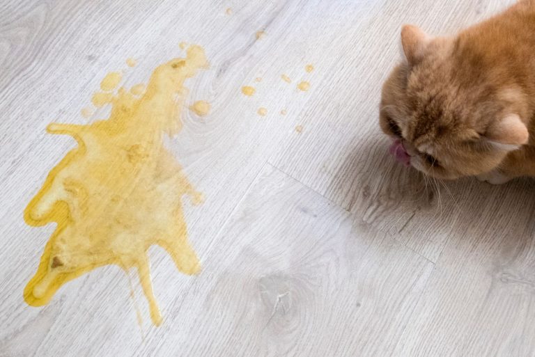 A Complete Guide To The Cat Vomit Color Chart