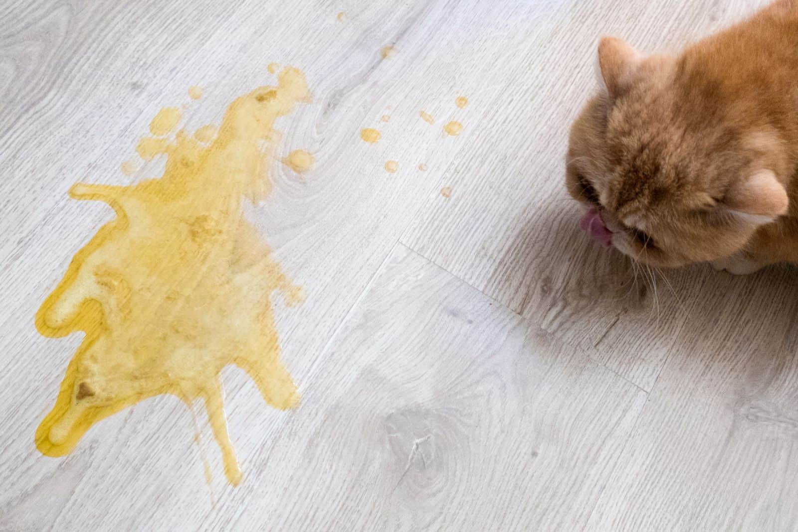 Yellow vomit on a light wooden floor and a cat