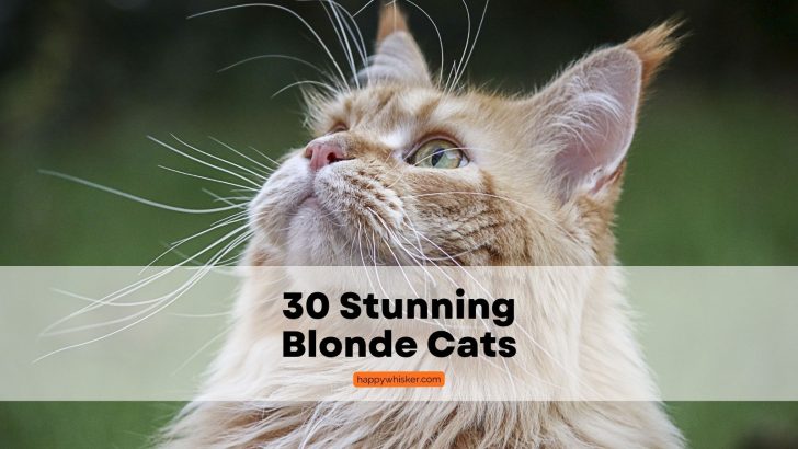 List Of 30 Stunning Blonde Cats (Pictures Included)