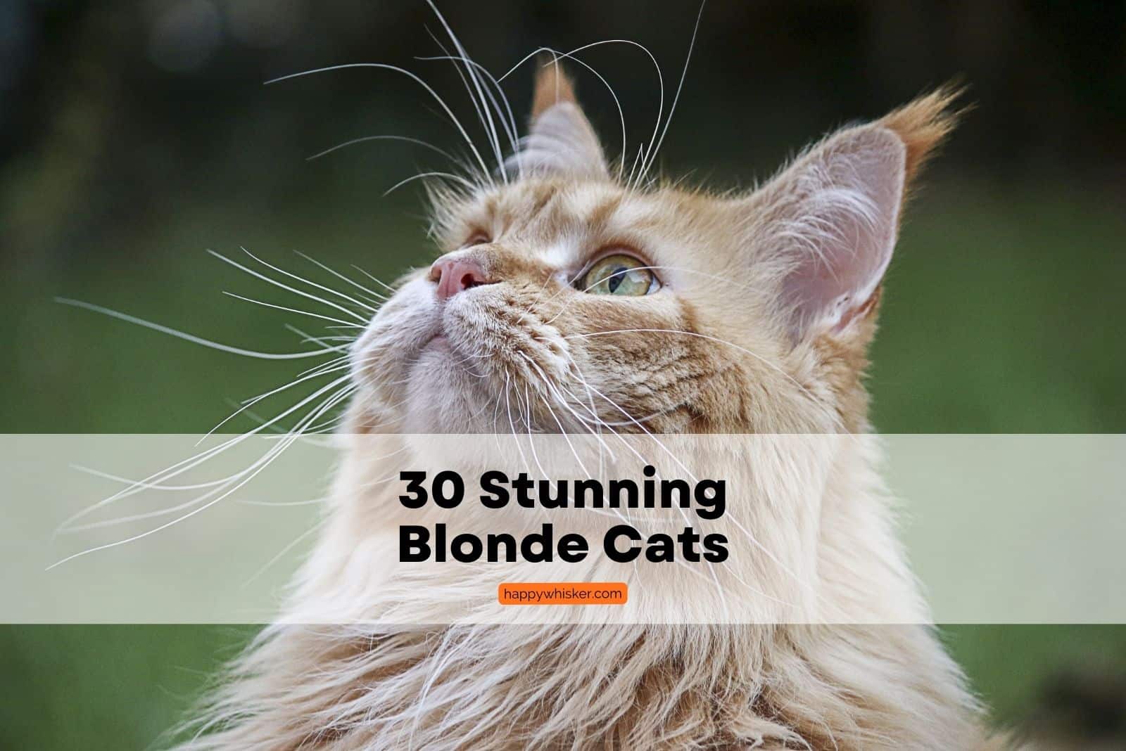 portrait of a blonde cat looking up, cream and orange cat