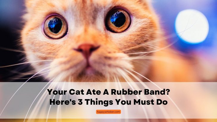 Your Cat Ate A Rubber Band? Here’s 3 Things You Must Do
