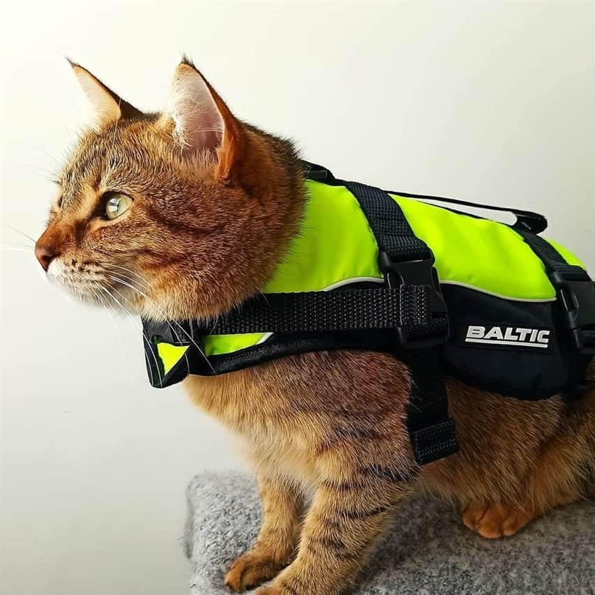 a beautiful cat in a life jacket
