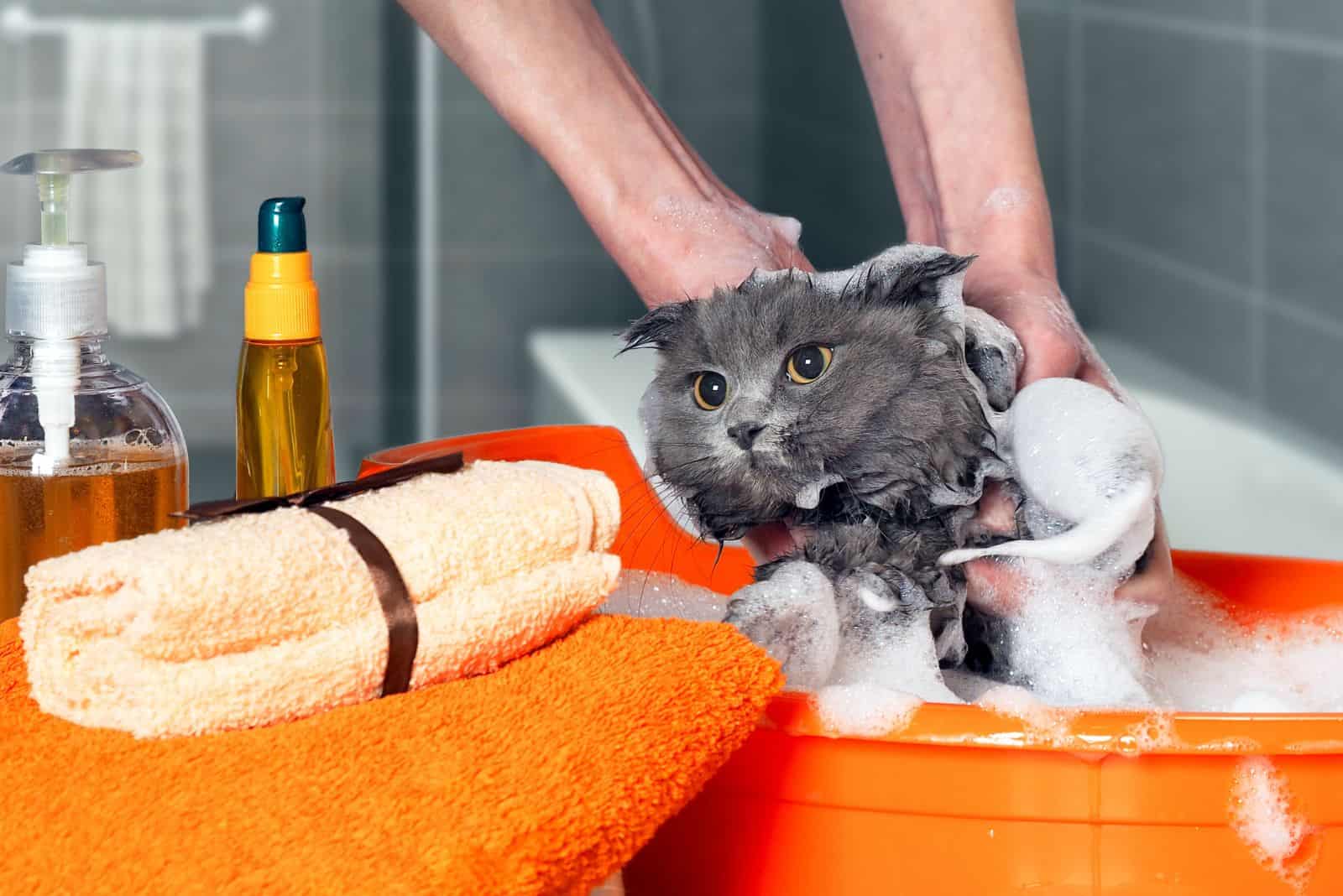 a beautiful cat is bathing