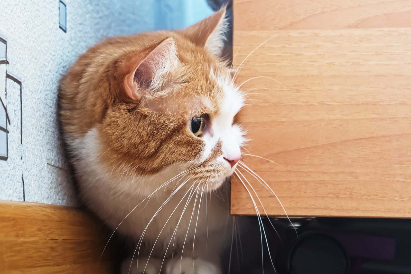 a beautiful cat is hiding behind the bed