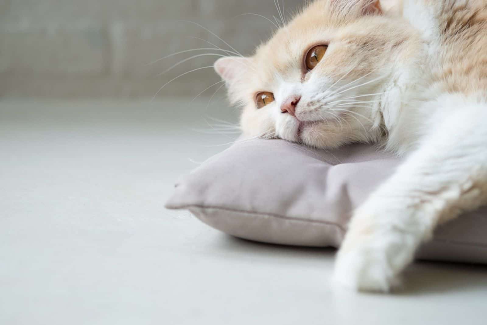a beautiful cat is lying on a pillow