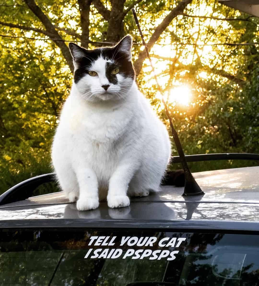 a beautiful cat is sitting on the roof of the car