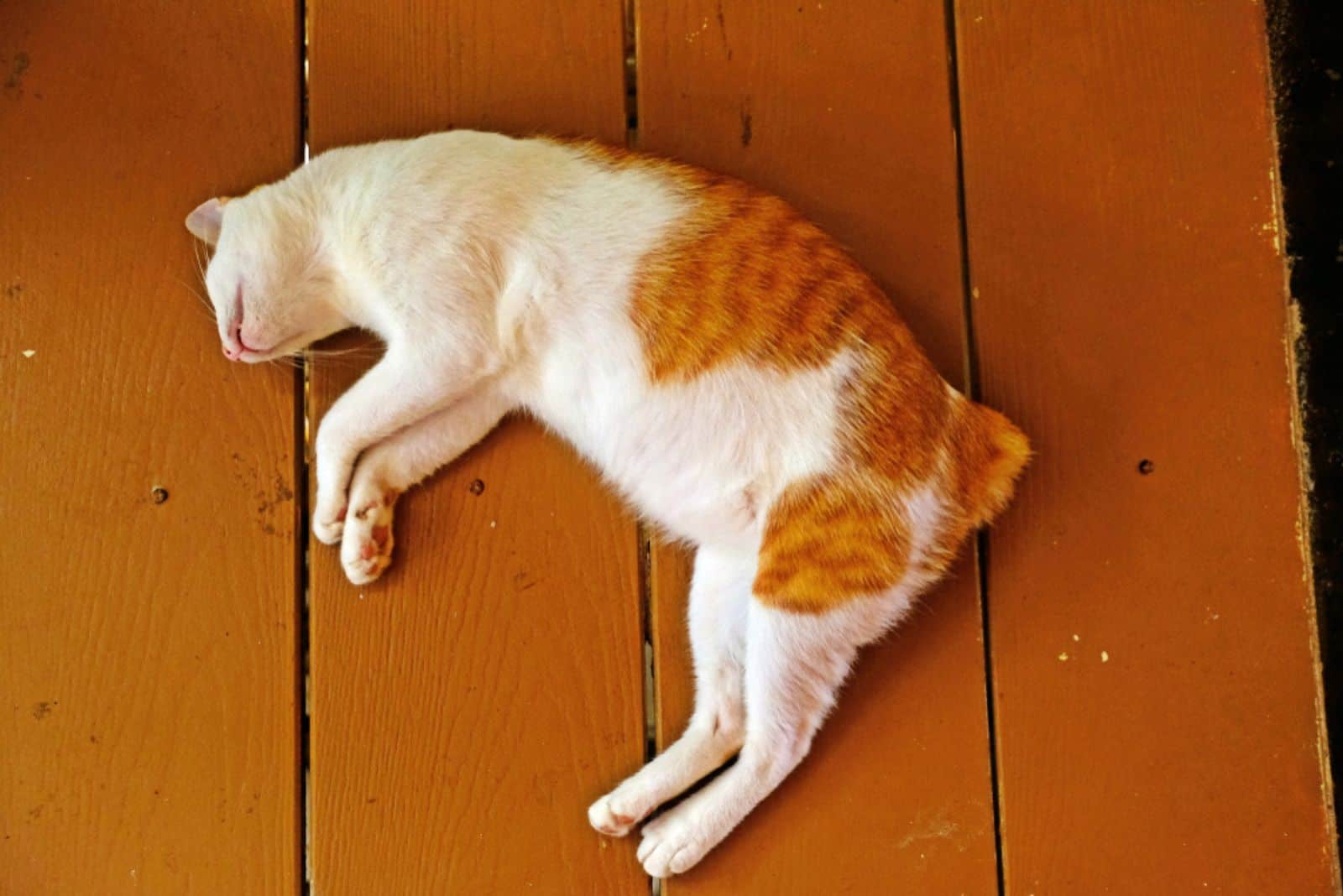 a beautiful cat lies dead on a wooden floor
