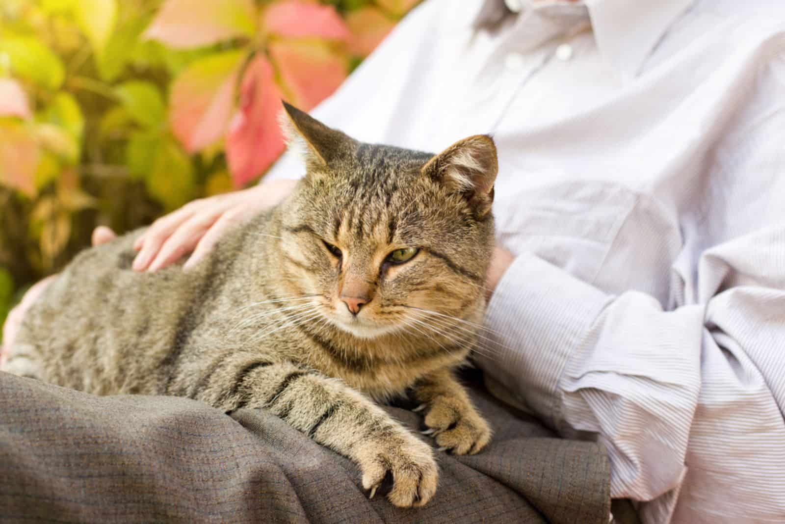 a beautiful cat lies on a woman's lap