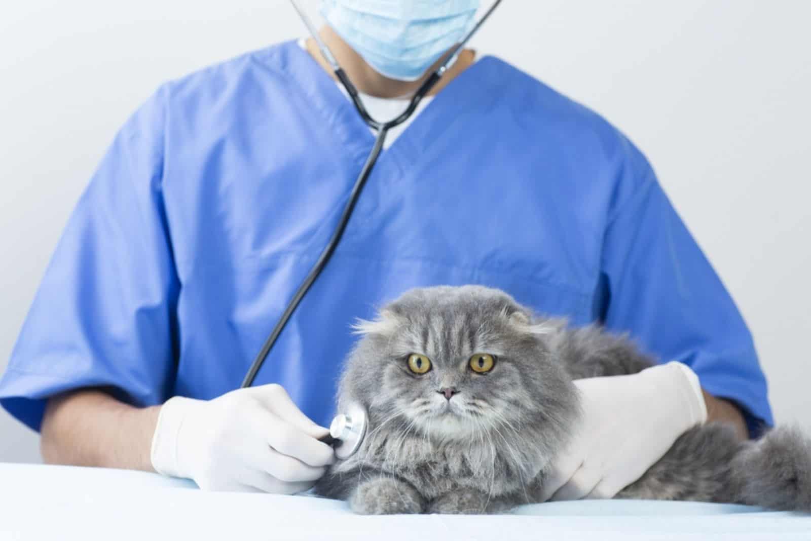 a beautiful gray cat being examined by a young veterinarian