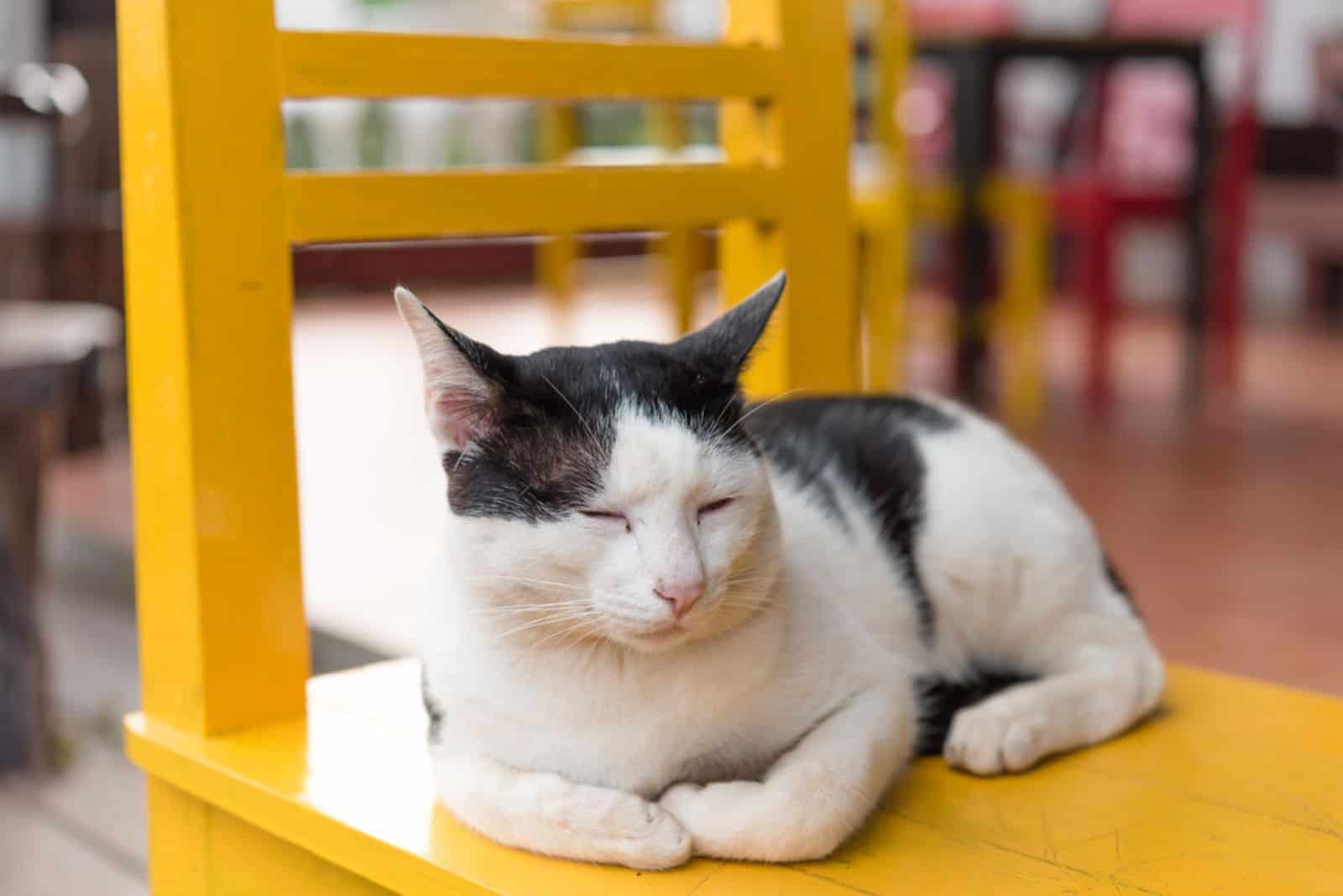 a black and white cat lies on a chair