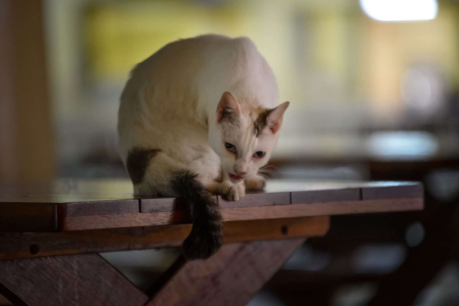 a sad cat sits on a wooden base