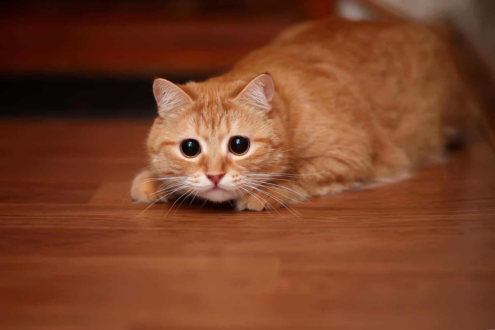 a scared yellow cat is lying on the laminate