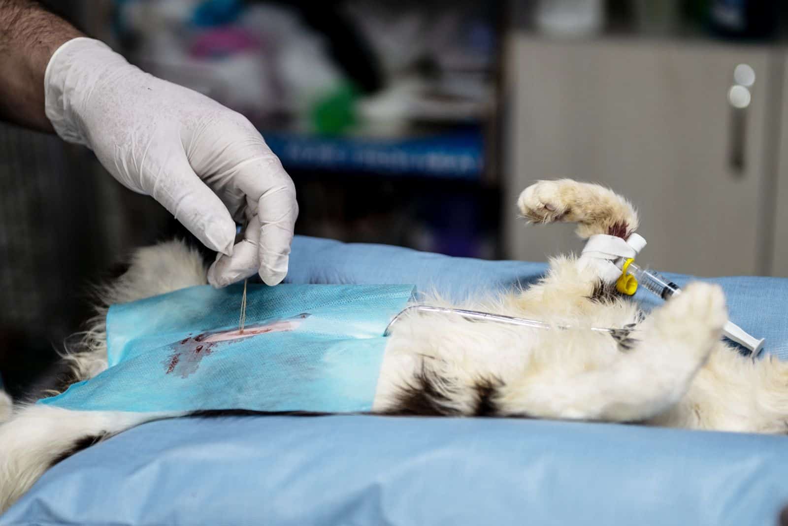 a vet sterilizes a black and white cat