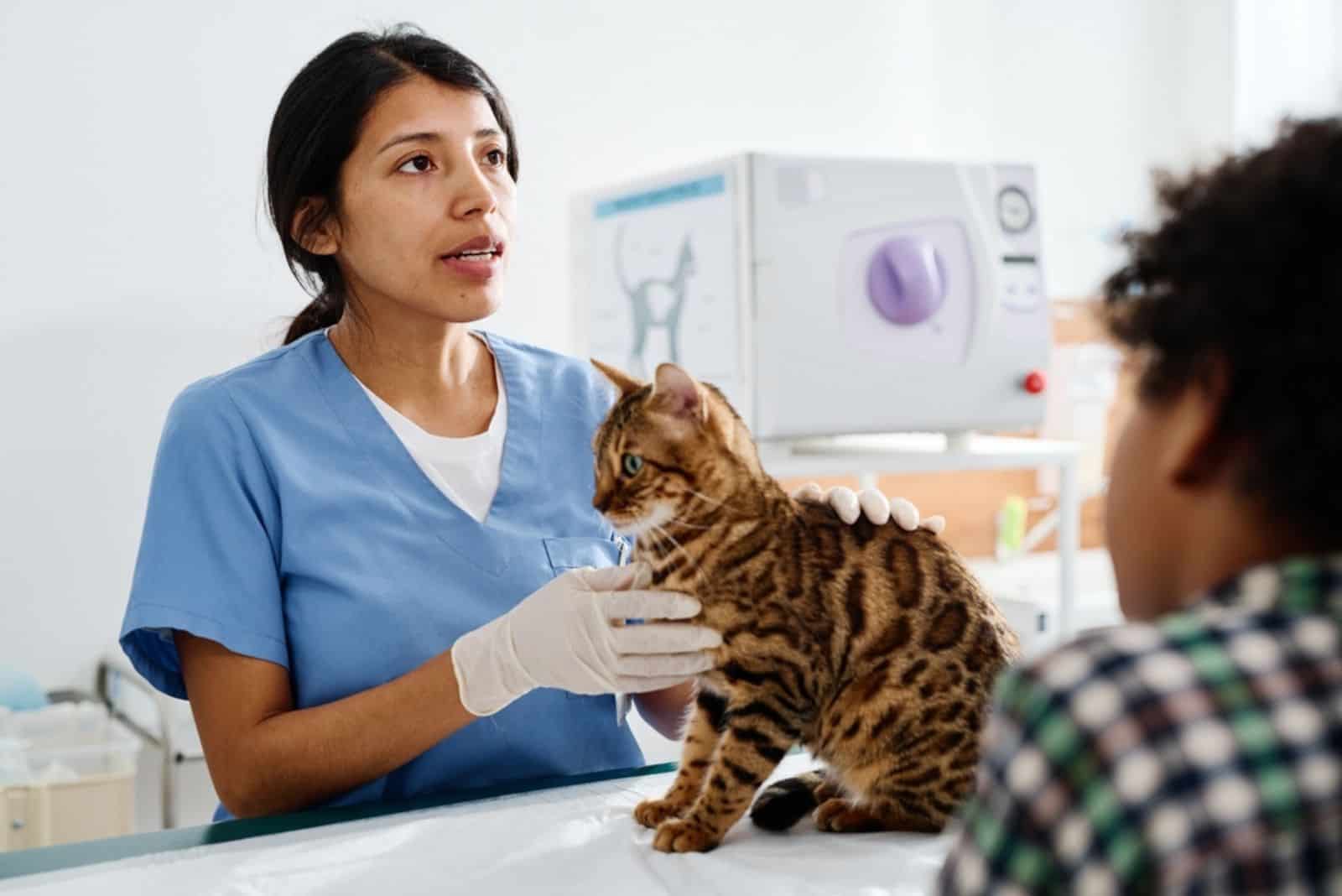 a young veterinarian examines a cat