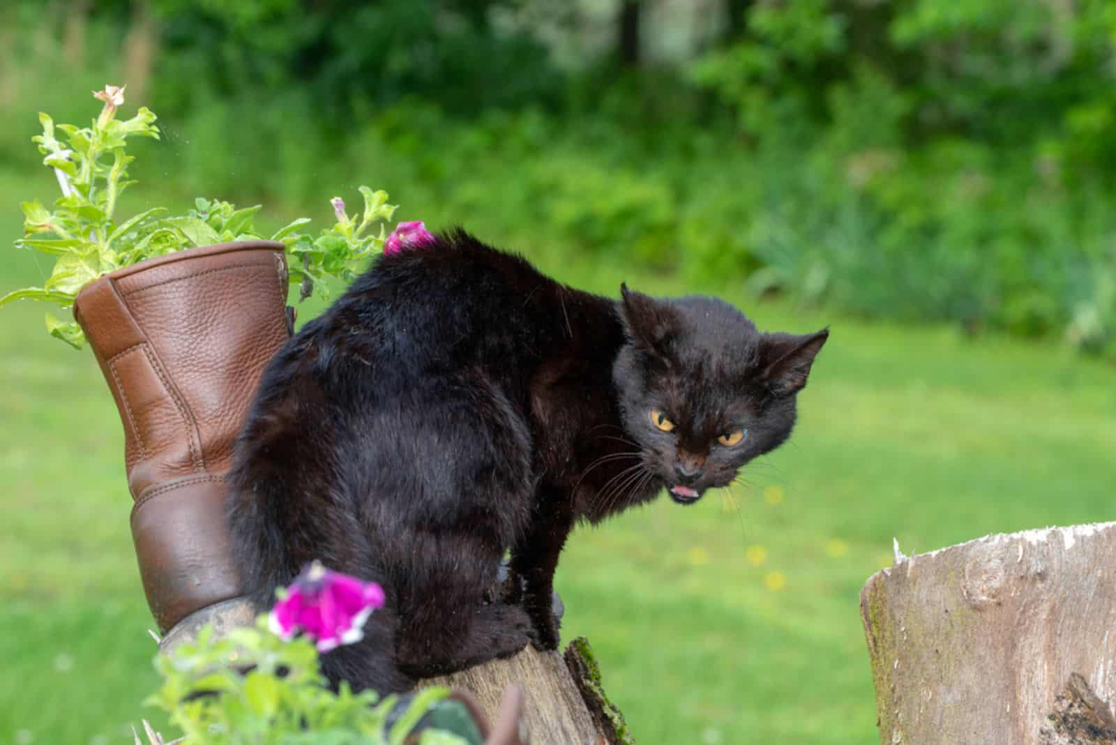 angry black tabby cat