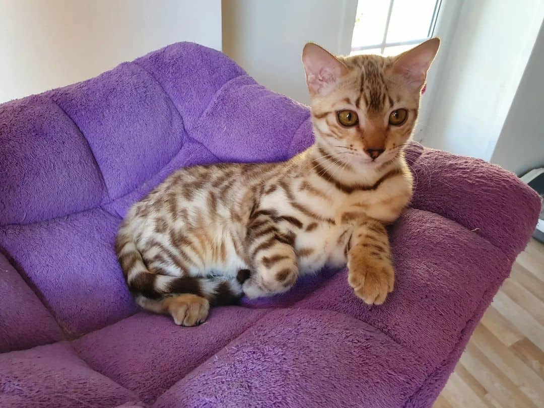 beautiful Snow Seal Sepia Bengal Cat