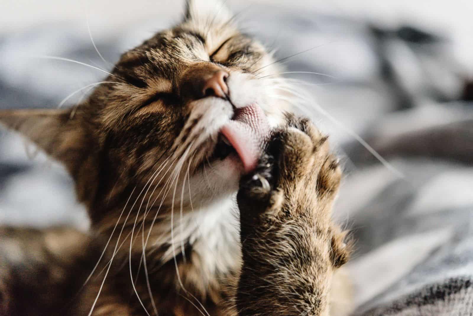beautiful cute cat licking his paw
