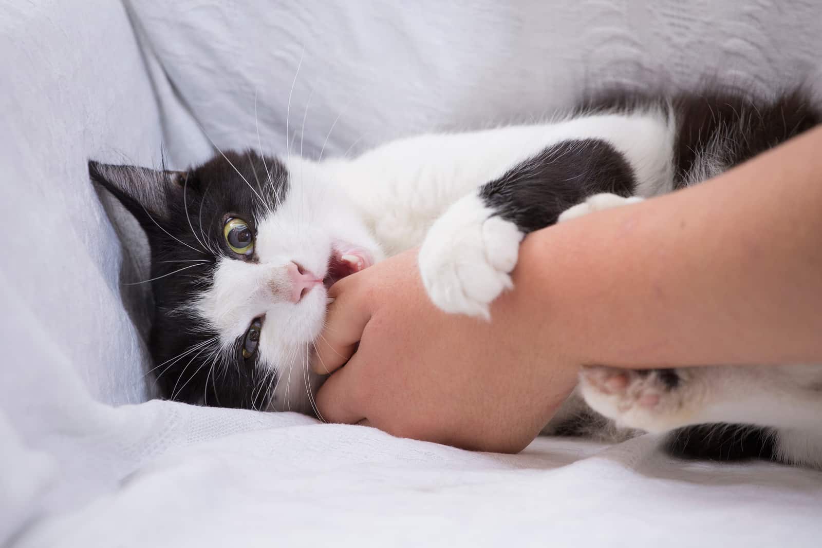 black and white cat biting owner's hand