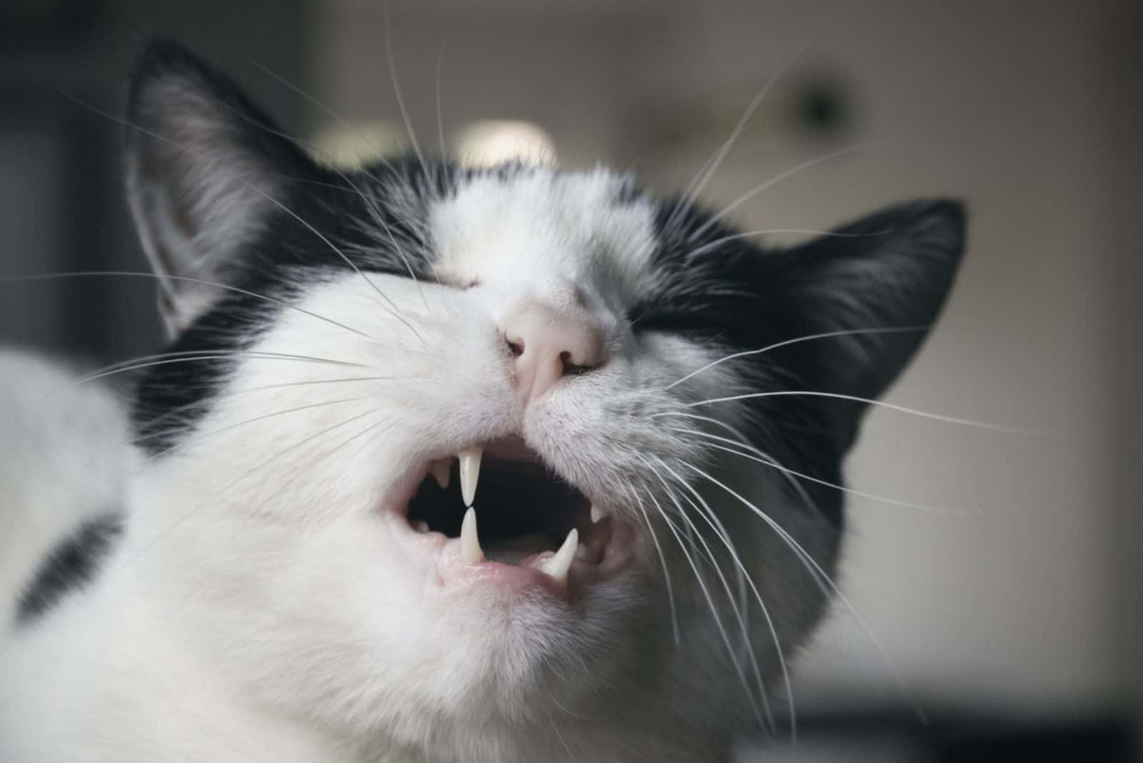 black and white cat grimacing with his mouth open