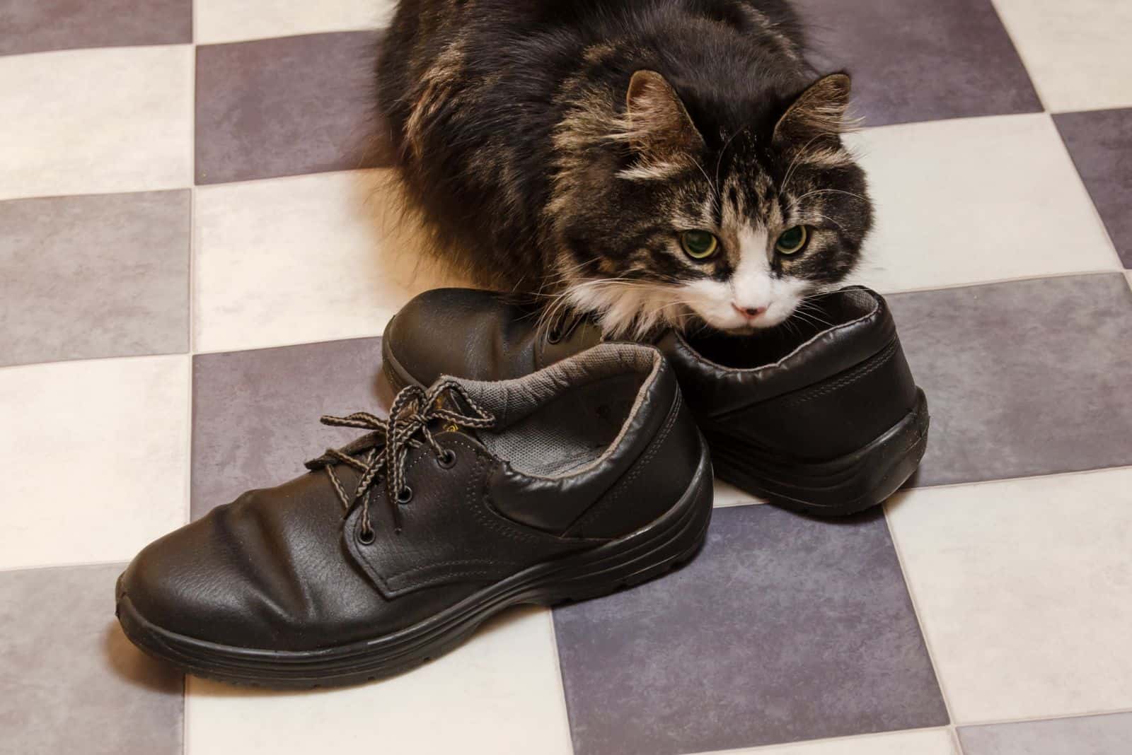 black big cat sniffs men's shoes