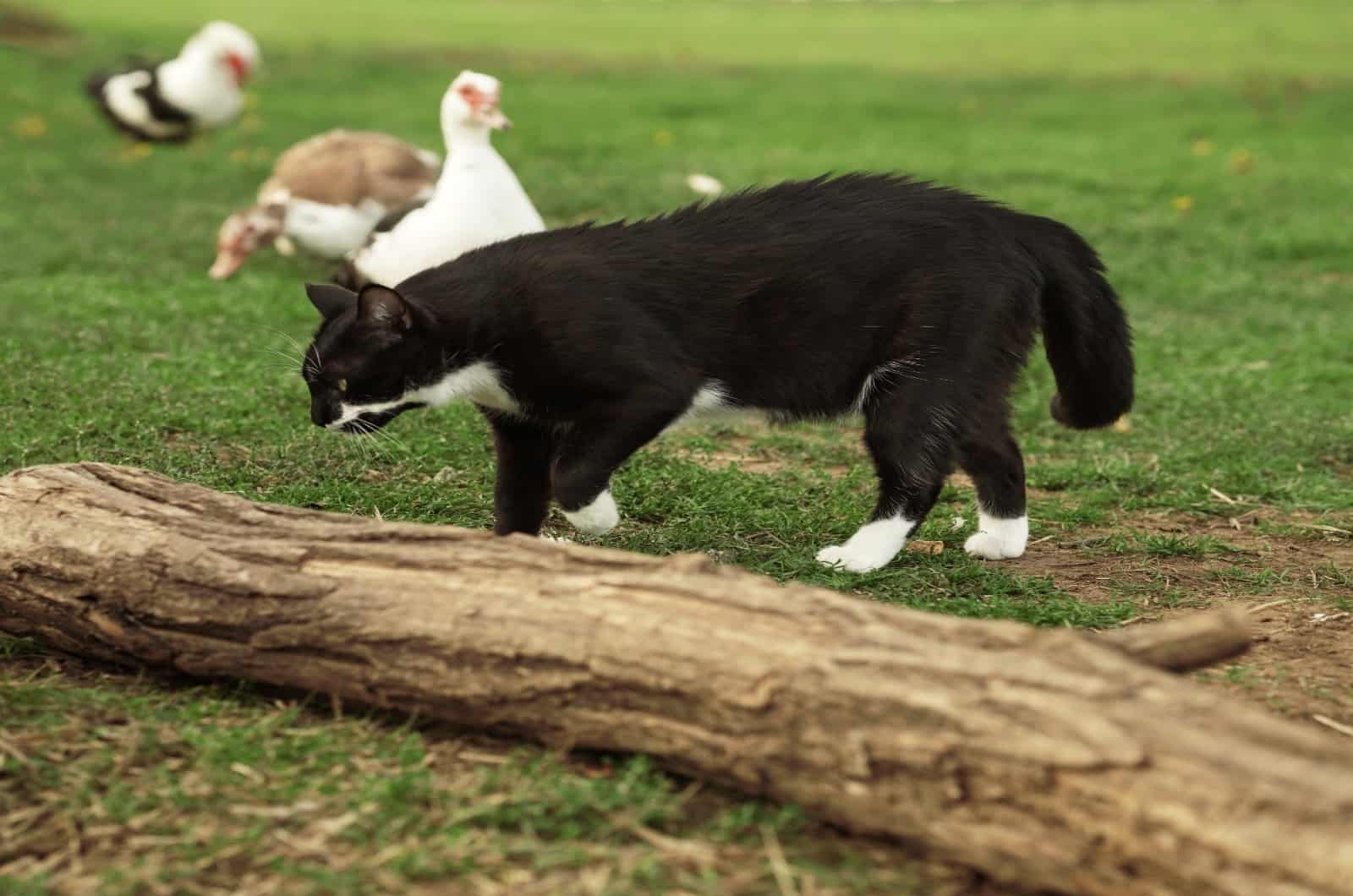 black cat with animals in background