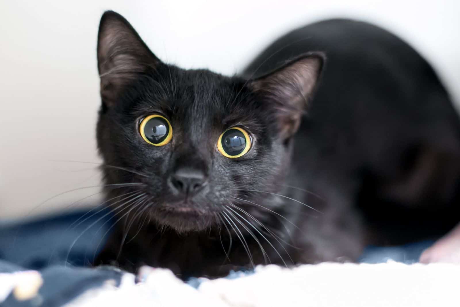 black cat with dilated pupils