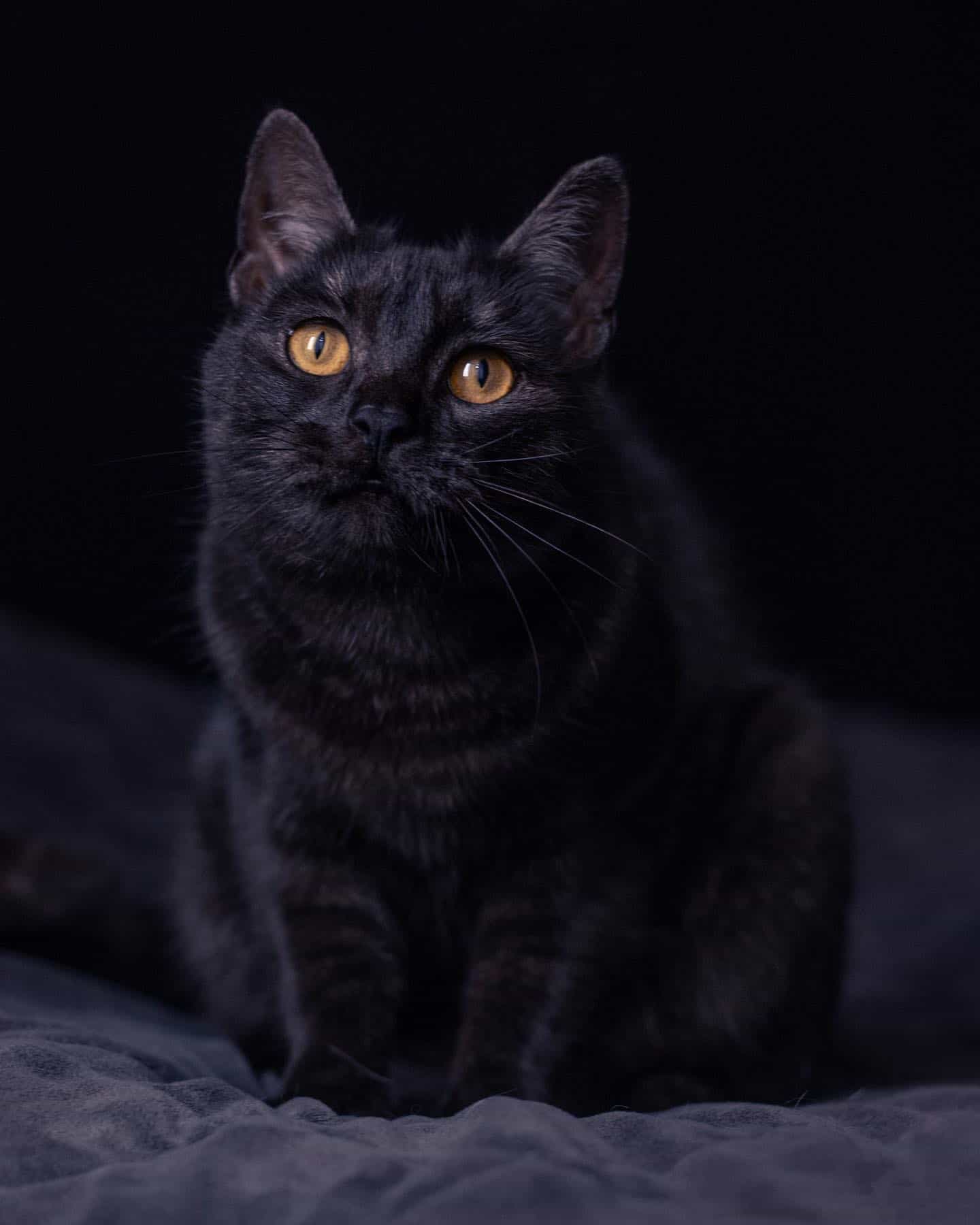 black tabby cat with yellow eyes