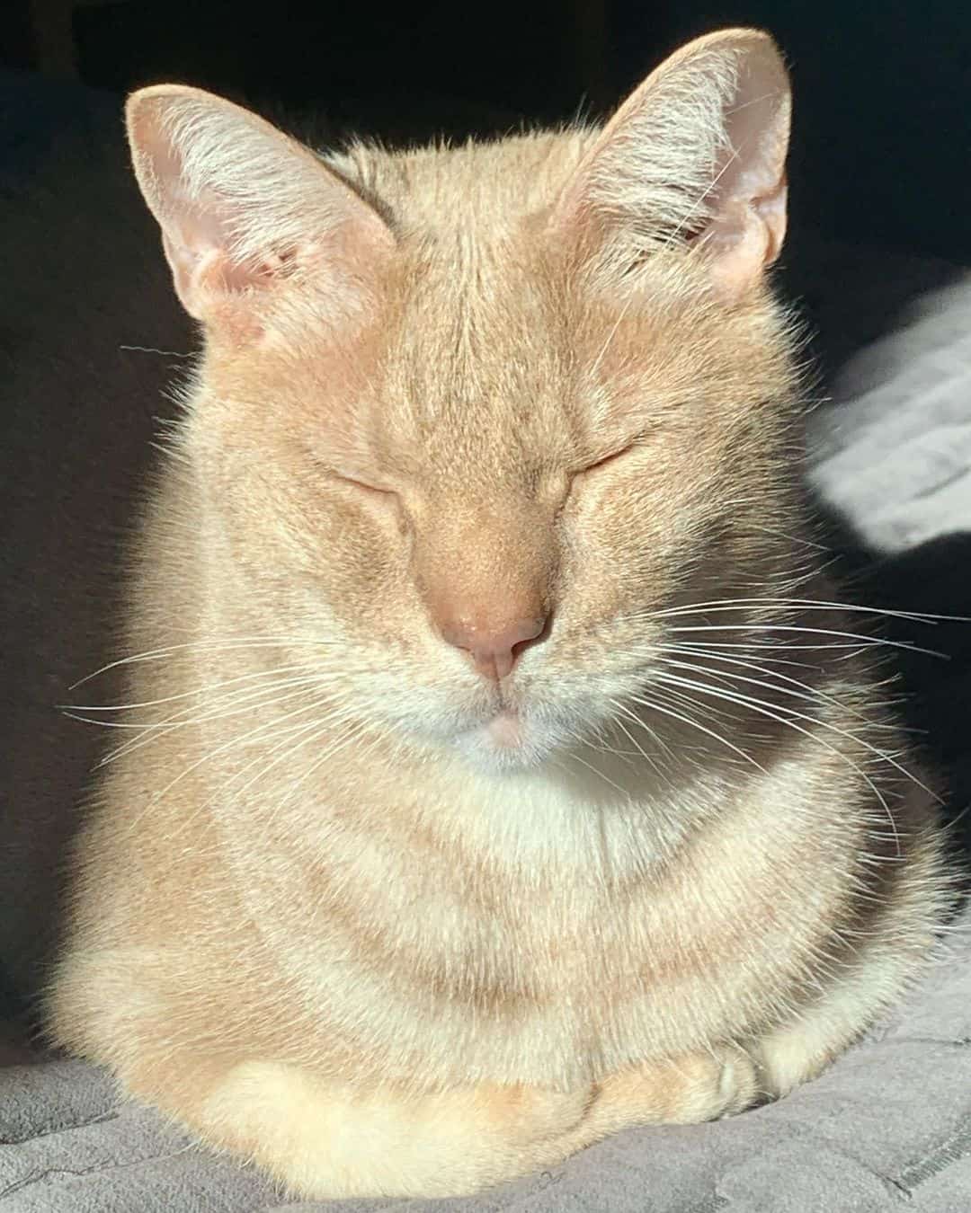 blonde ocicat with closed eyes