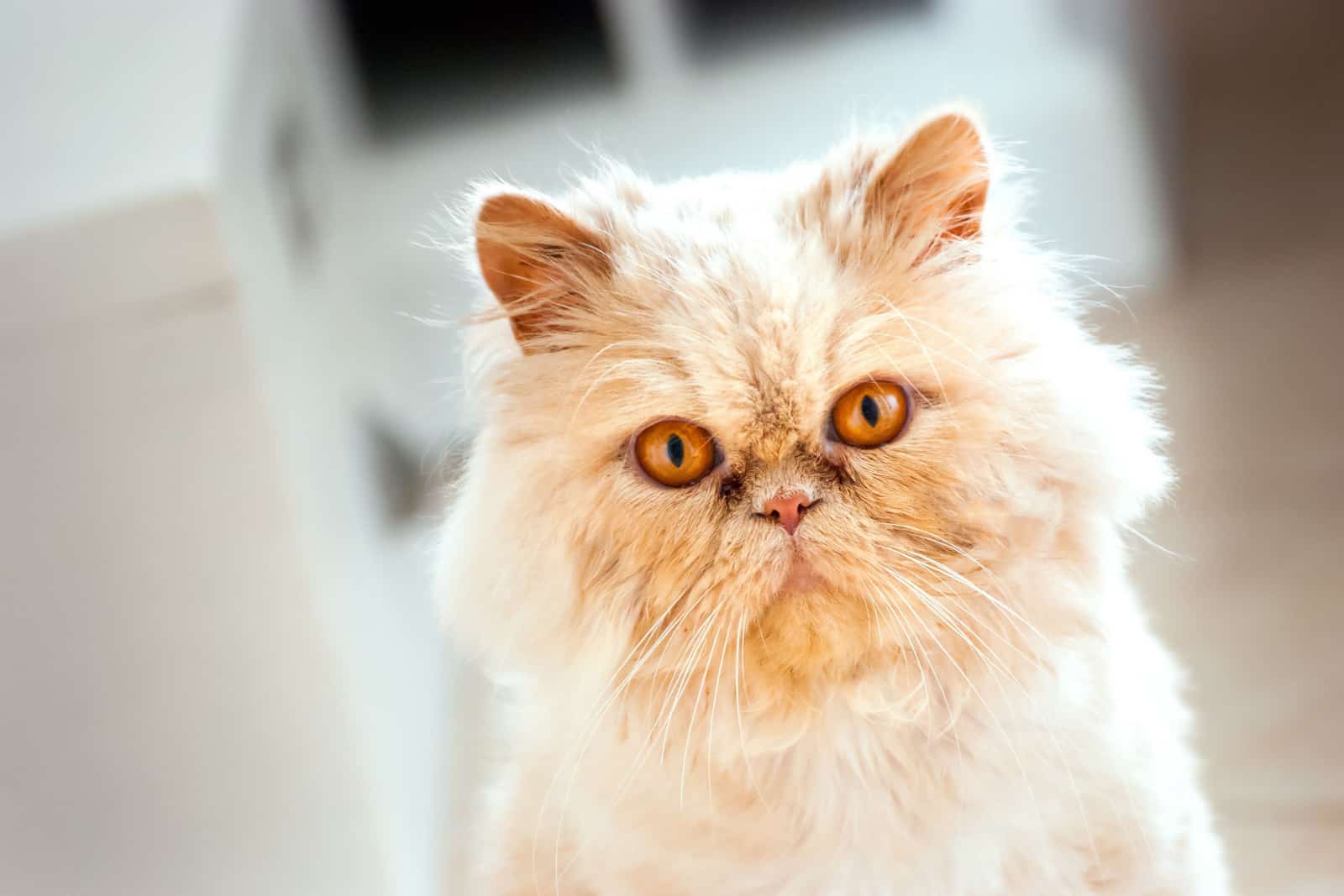 blonde persian cat with orange eyes portrait