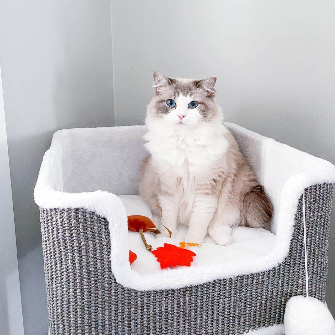 blue lynx bicolor ragdoll cat