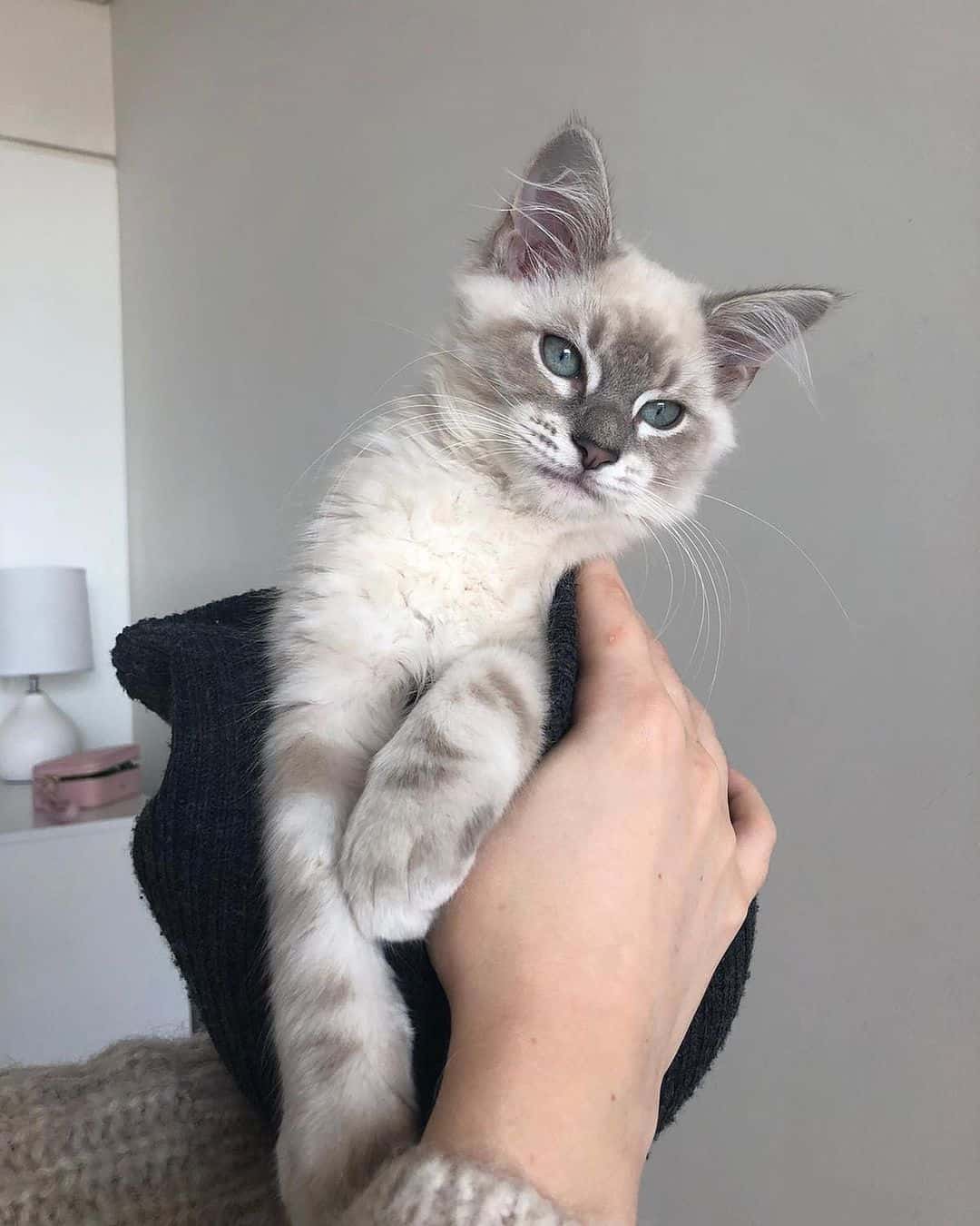 blue lynx colorpoint ragdoll cat with blue eyes