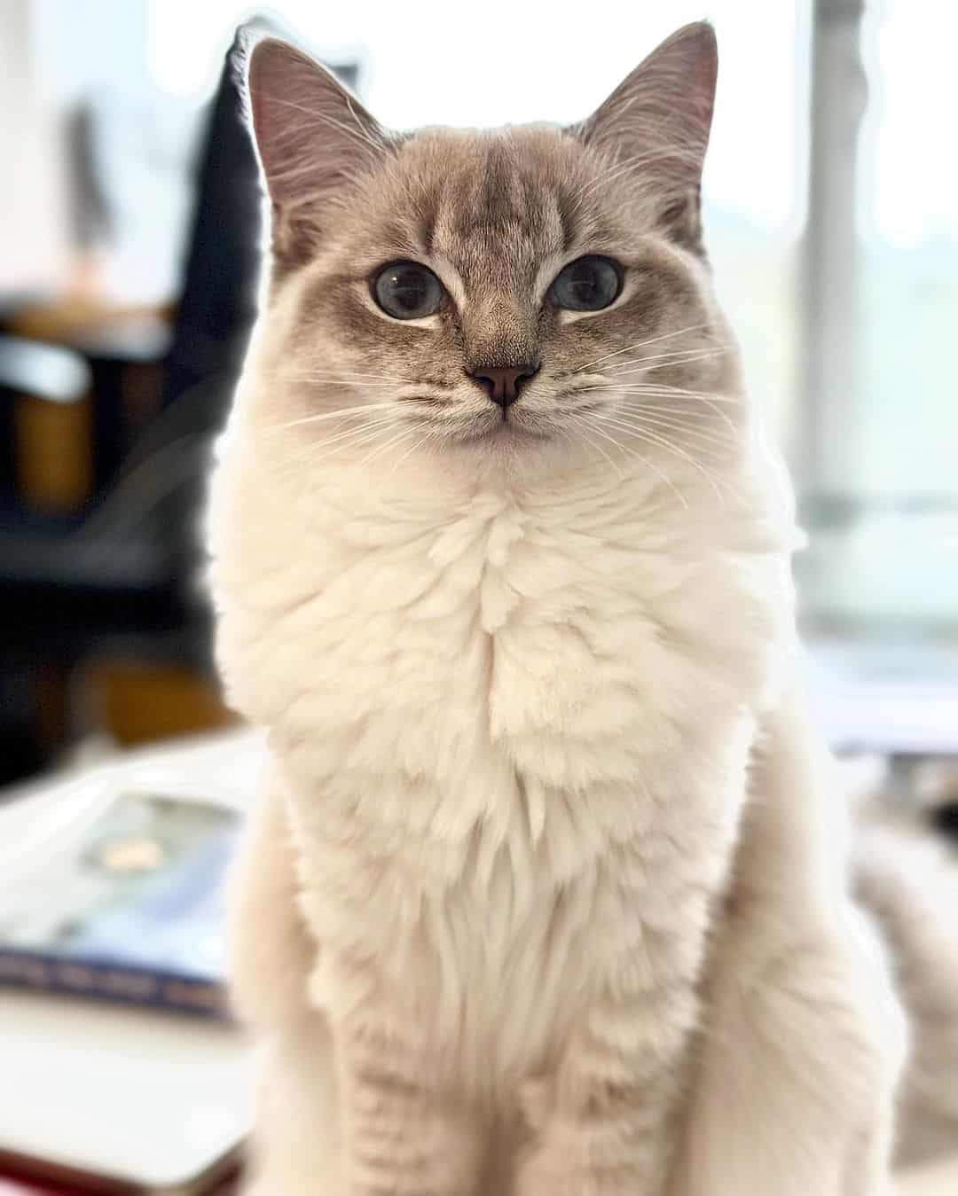 blue lynx ragdoll cat portrait