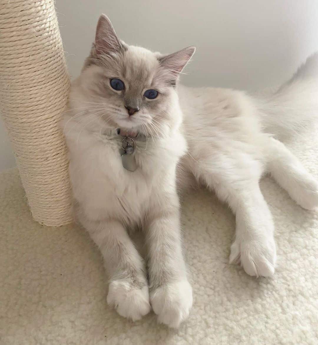 blue lynx ragdoll cat resting near a cat tree for scratching