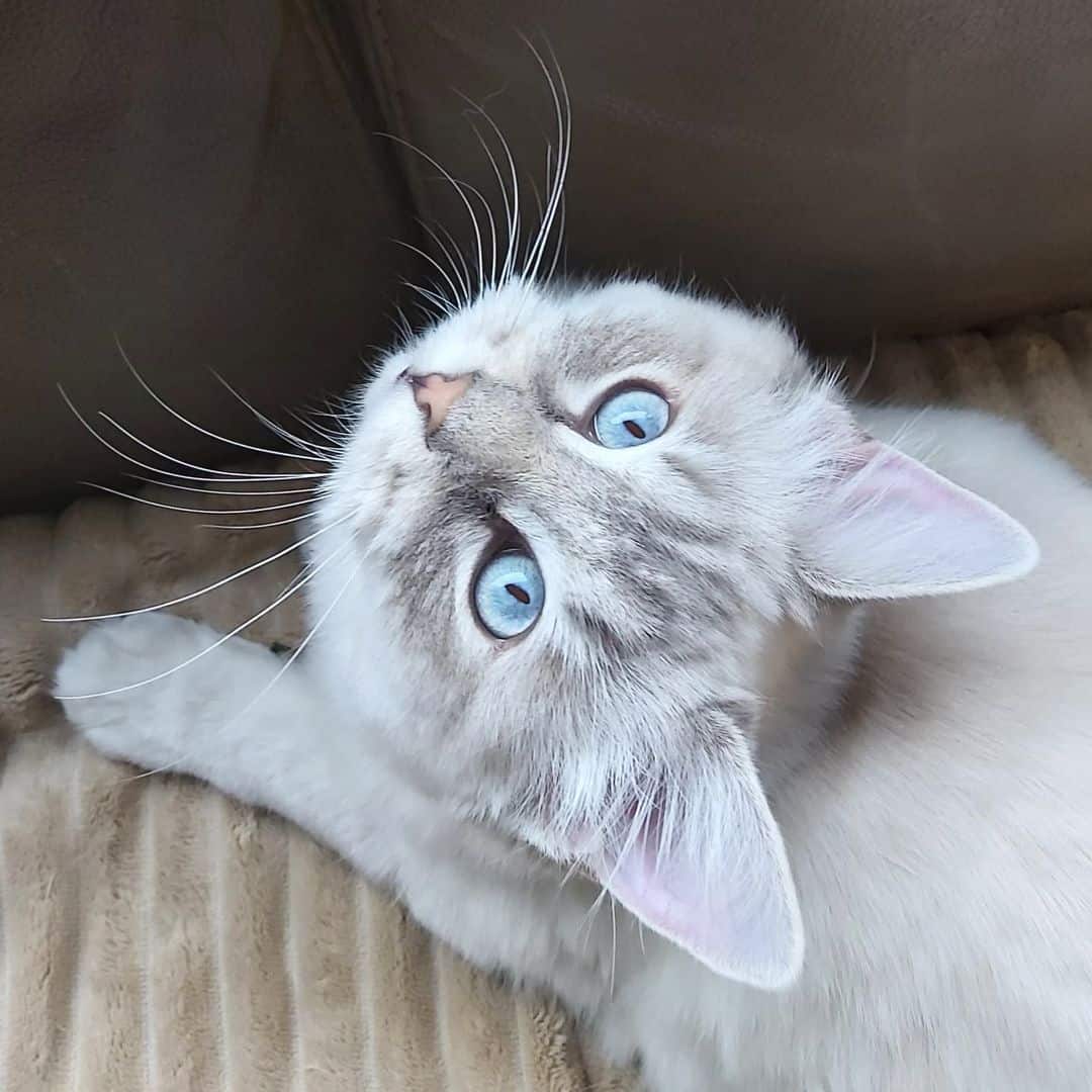 blue lynx ragdoll with blue eyes looking up