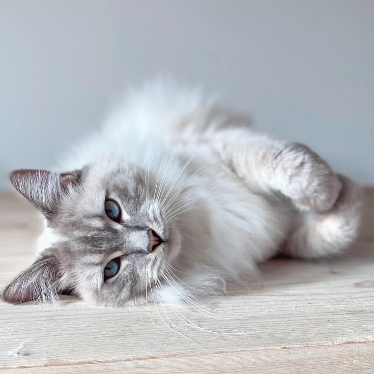 blue lynx ragdoll with blue eyes lying on floor