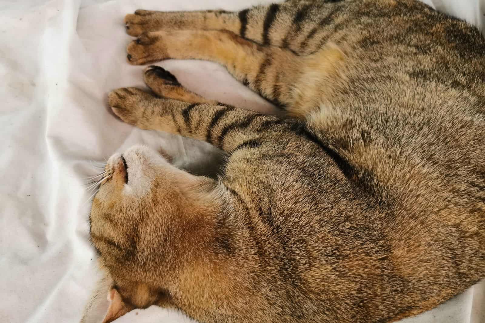 body of brown died cat on white clothes