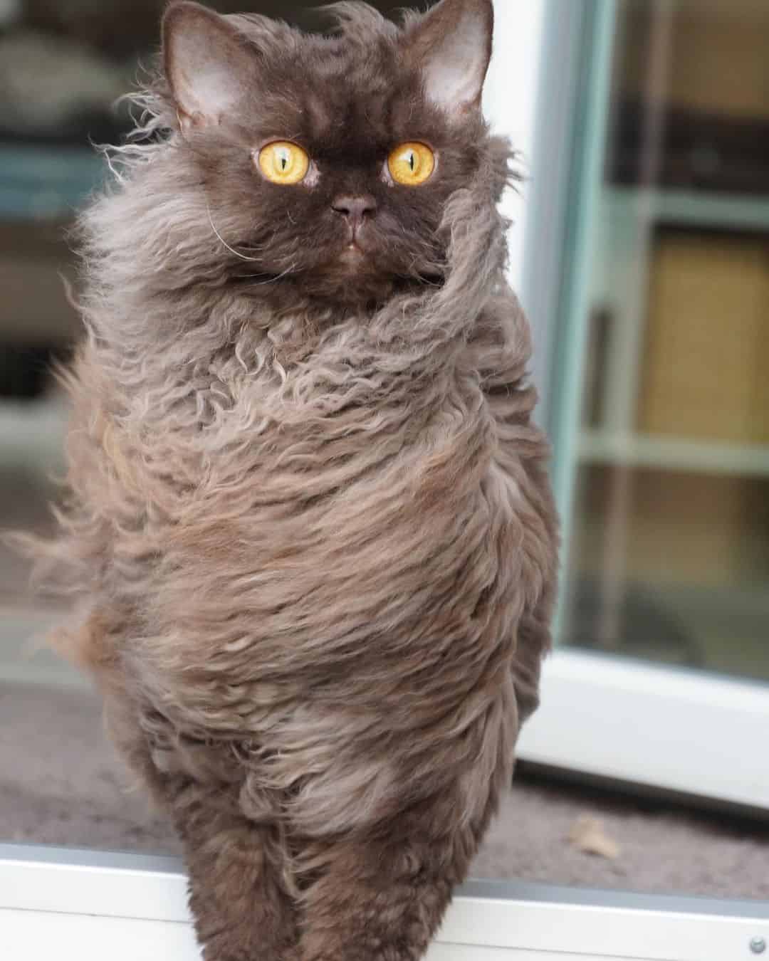 brown Selkirk Rex cat with curly whiskers and long coat