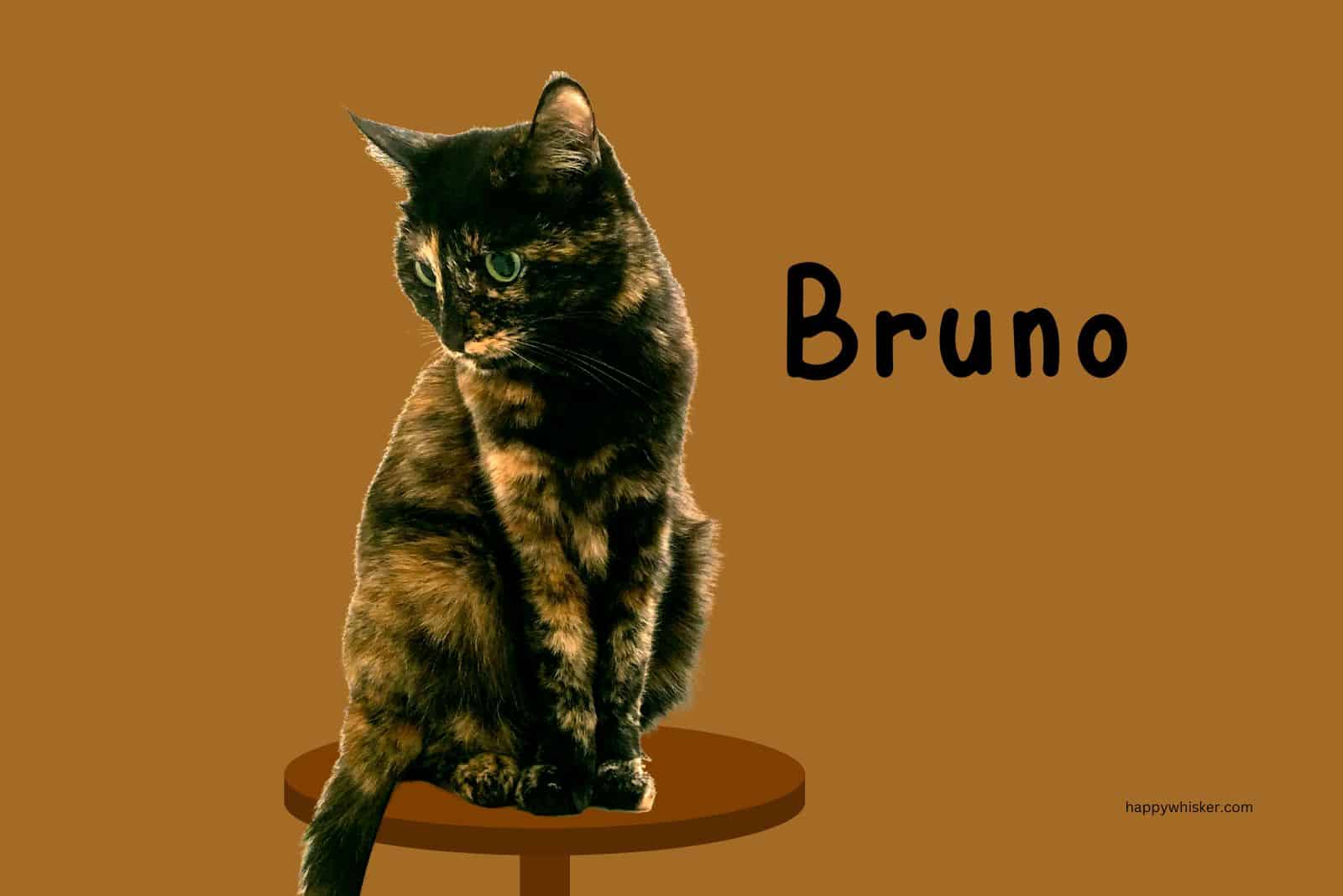 brown cat names for Brown Torties