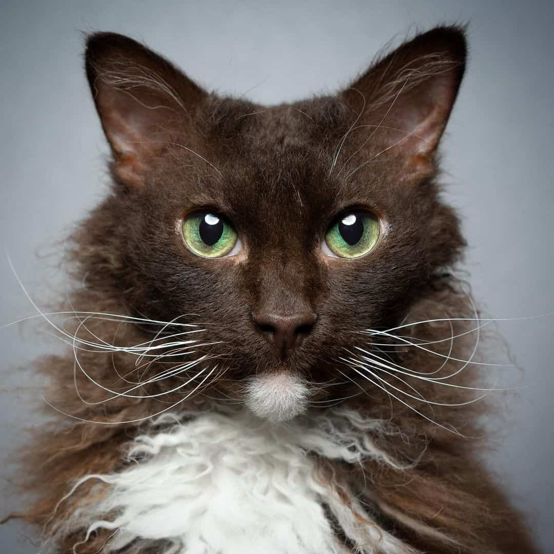 brown long haired cat with curly whiskers