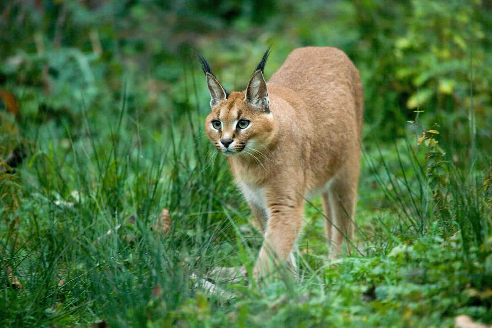 caracal, the inspiration for hecker cat, walks through grass ready for hunt