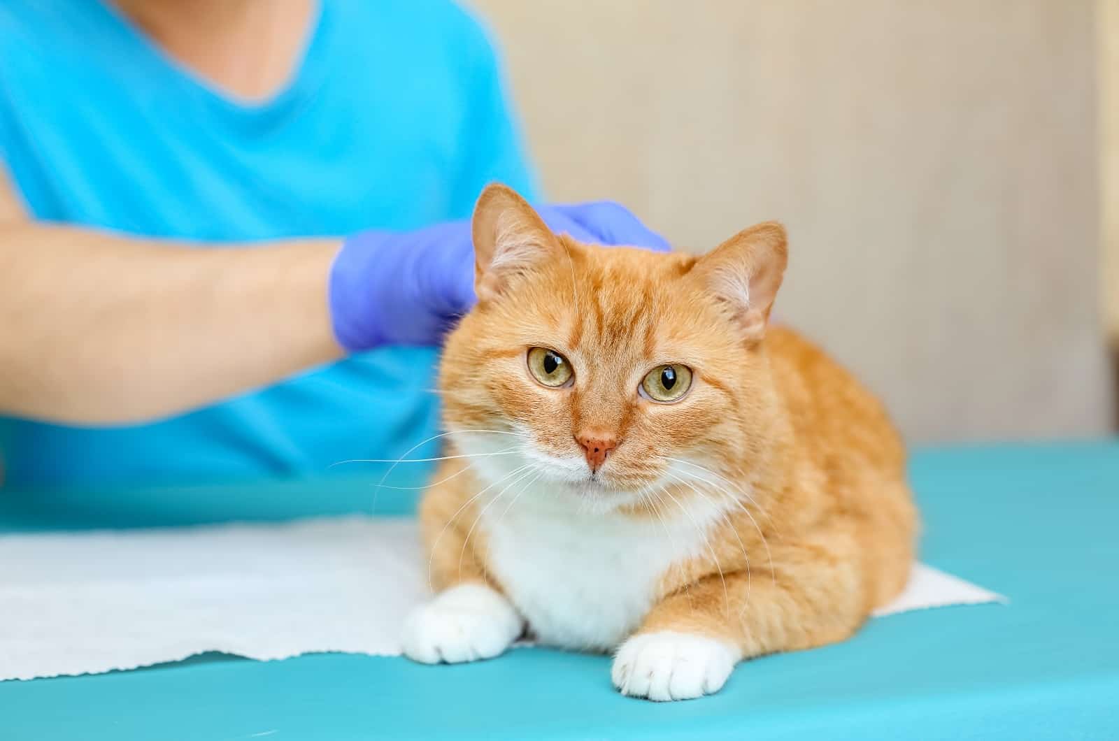 cat and vet at clinic