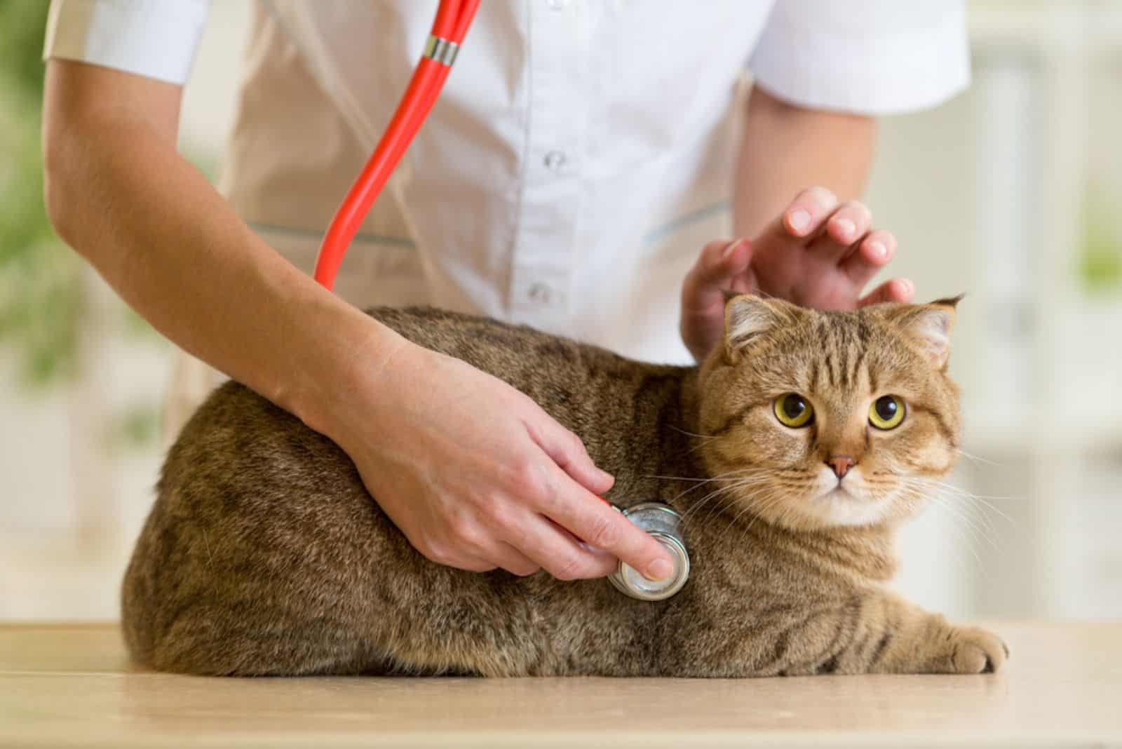 cat at the veterinarian's examination