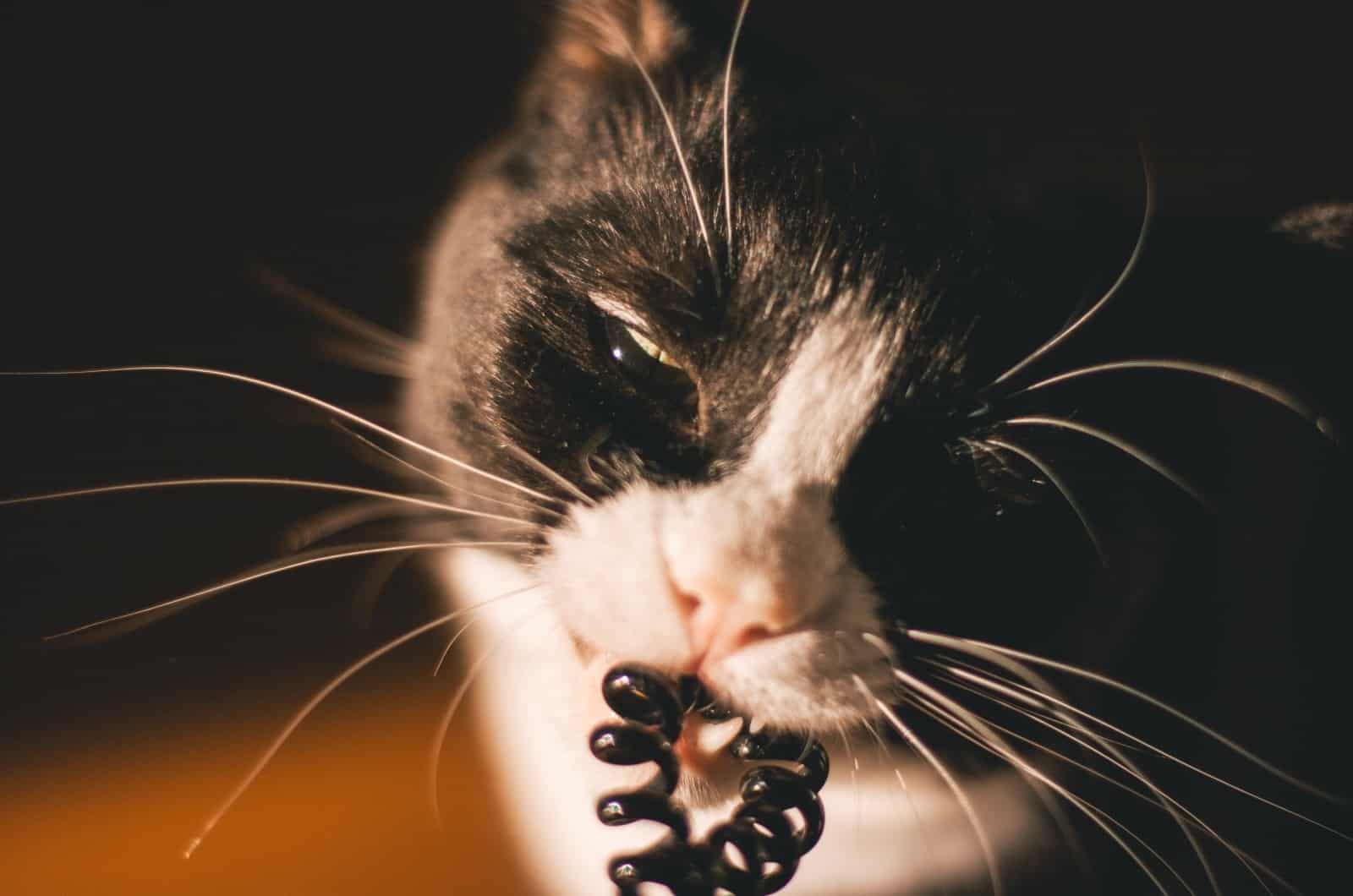 Cat eats shop rubber band