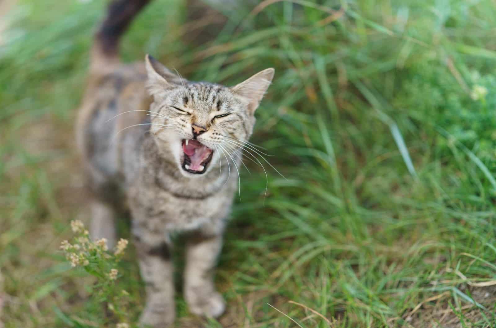 cat choking while standing outside