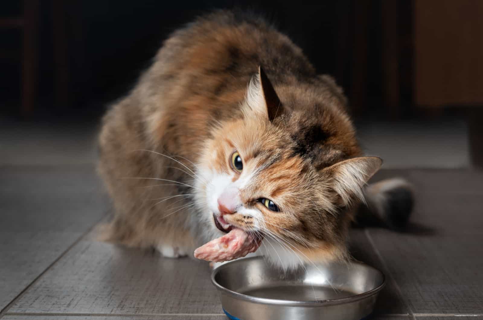 tricolor long haired cat eating chicken