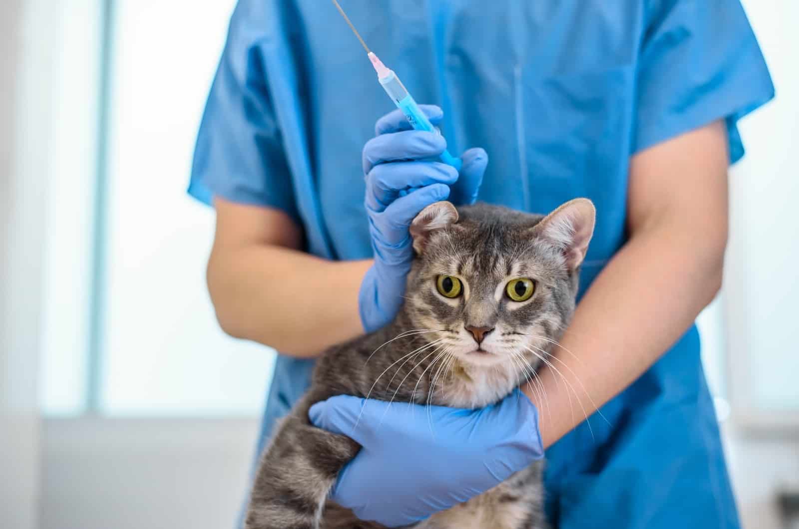 cat getting injectable antibiotic