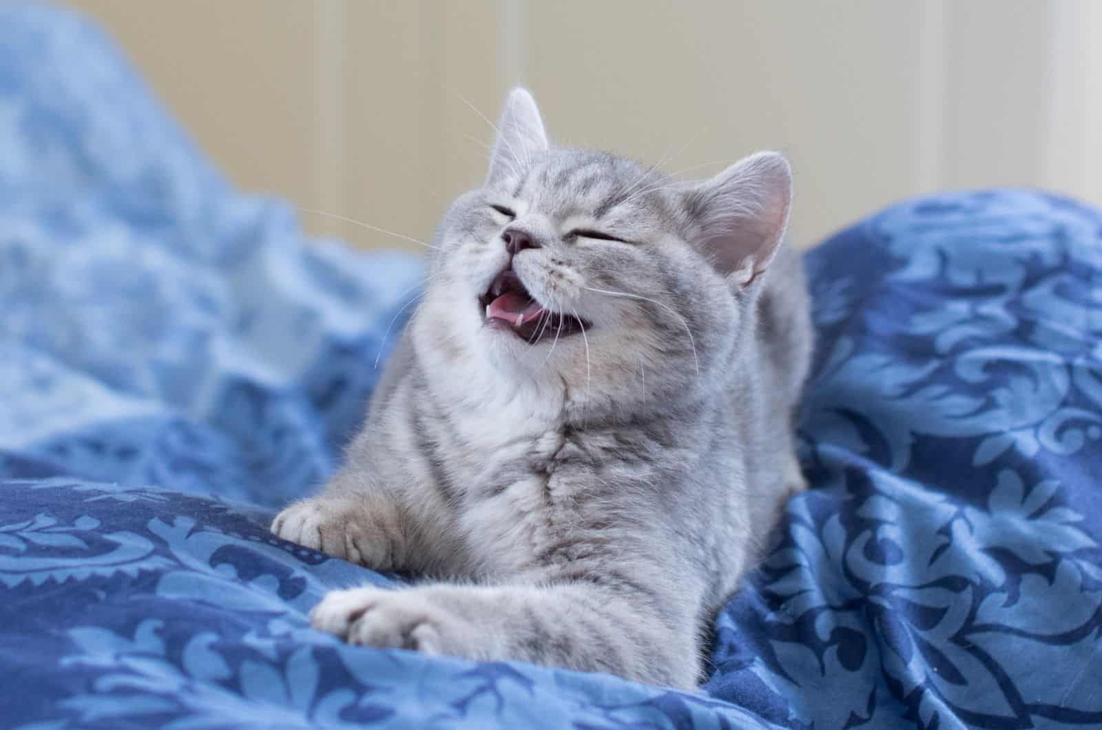 cat lying on bed