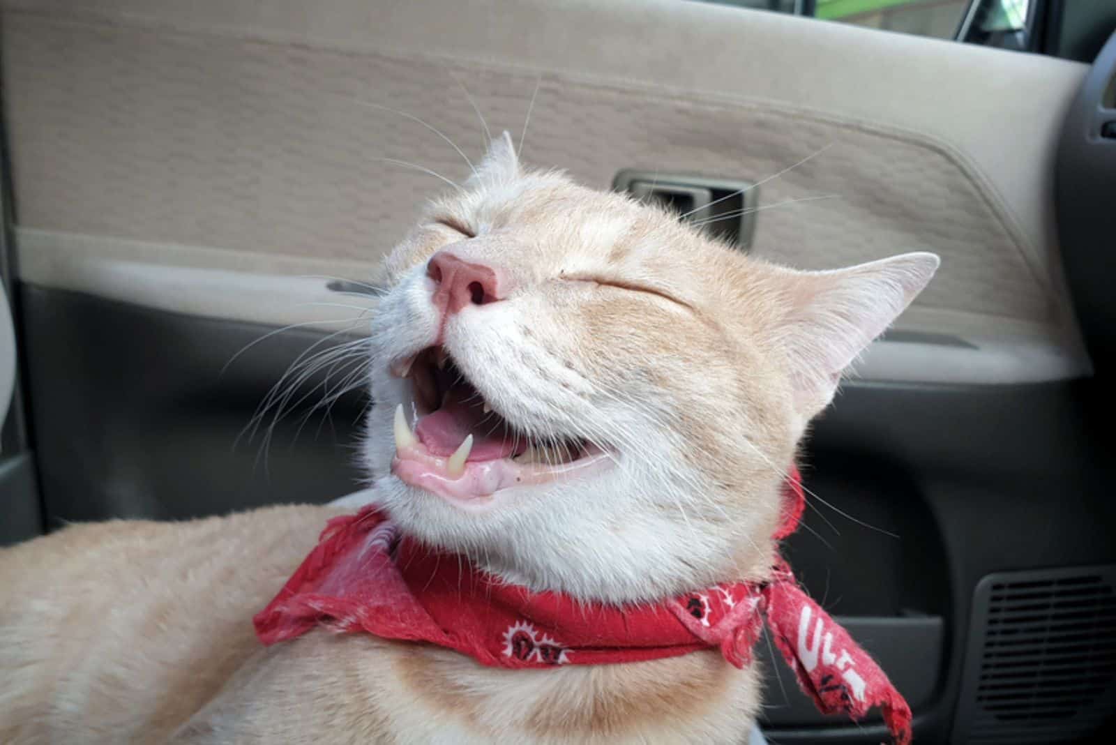 cat panting in the car