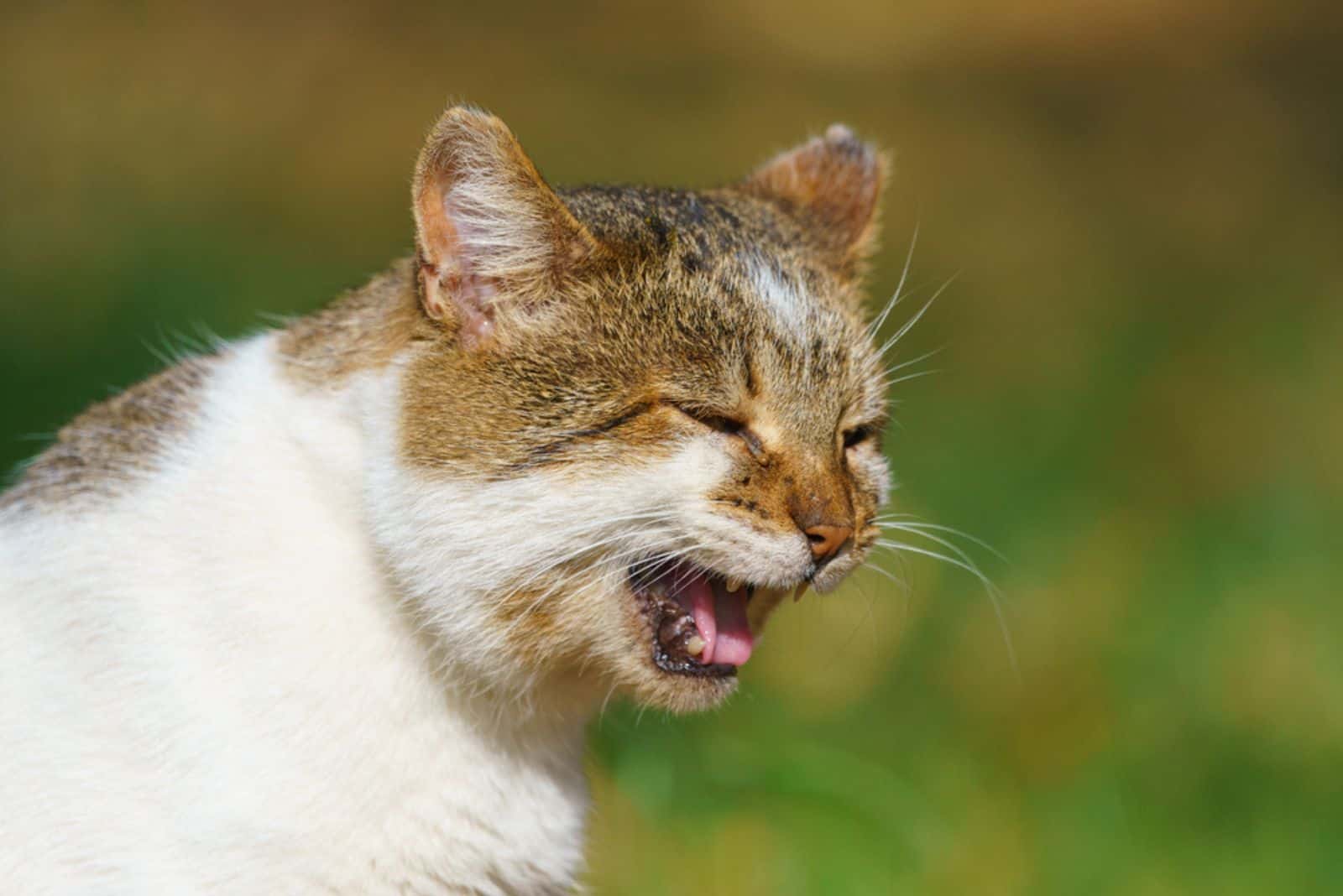 cat panting loudly outdoor